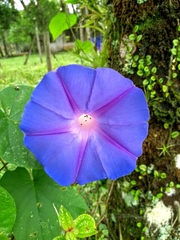 Ipomoea