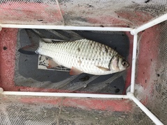 Systomus orphoides