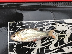 Systomus orphoides