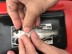 Opsariichthys pachycephalus