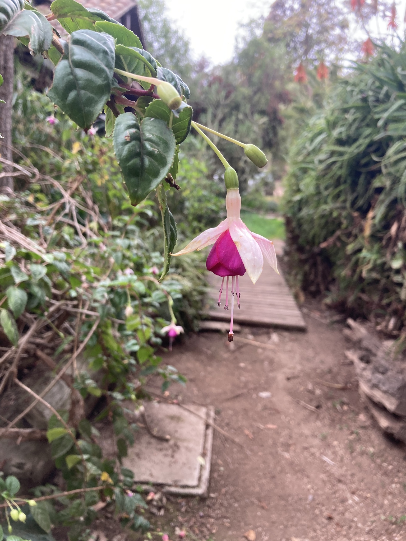 Imagem de Brinco-de-princesa