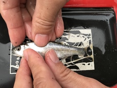 Opsariichthys pachycephalus