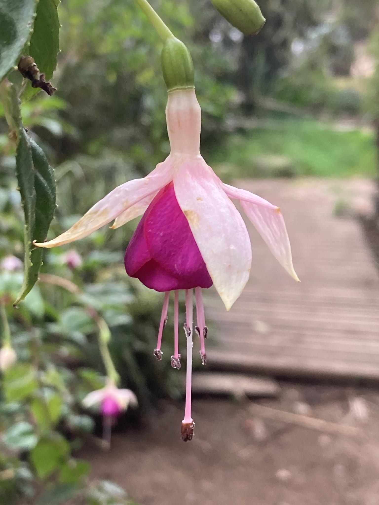 Imagem de Brinco-de-princesa
