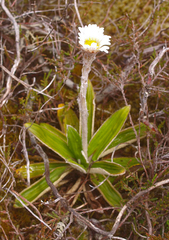 Celmisia spectabilis