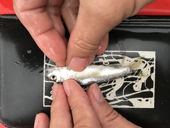 Opsariichthys pachycephalus