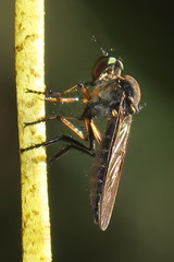Ommatiinae