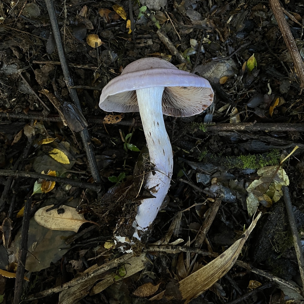 Cortinarius contulmensis · May 2023 · photo: © cristianriquelme (iNaturalist, cc-by)
