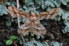 Fritillerinnys clathraria