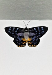 Dysphania glaucescens