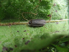 Lamprohiza splendidula