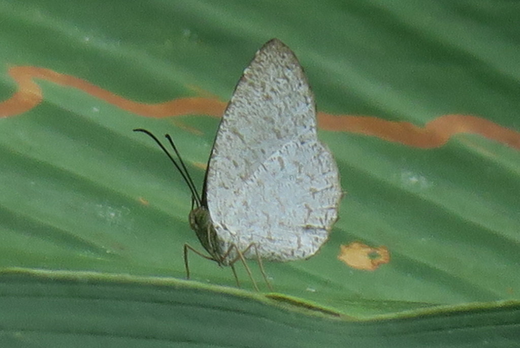 Small Malayan Darkwing