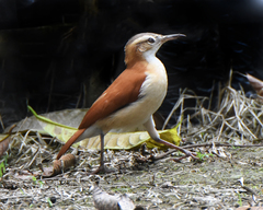 Furnarius leucopus cinnamomeus