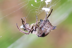 Gasteracantha diardi
