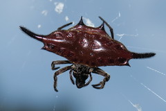 Gasteracantha diardi