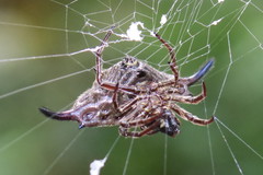 Gasteracantha diardi