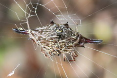 Gasteracantha diardi