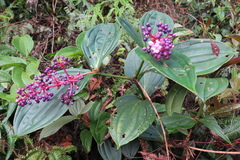Medinilla