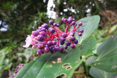 Medinilla
