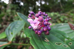 Medinilla