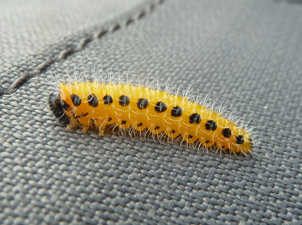 Hairy Poplar Sawfly