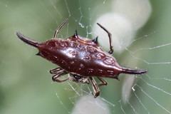 Gasteracantha diardi