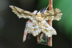 Fritillerinnys clathraria