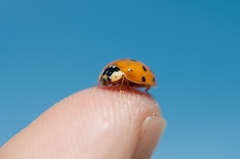 Harmonia axyridis