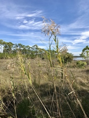 Phragmites mauritianus
