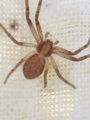 Philodromus rufus