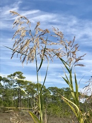 Phragmites mauritianus