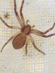 Philodromus rufus