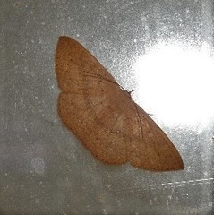 Cosymbiini