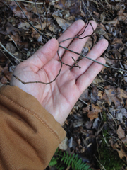 Viburnum acerifolium