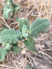 Salvia dominica