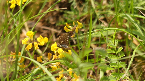 Red-underwing Skipper, 54460 Aingeray, France, photo 8 of 10
