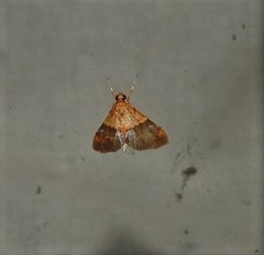 Tetracona amathealis