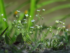 Androsace umbellata