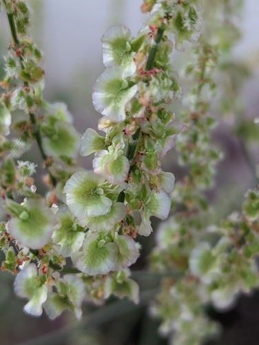 Image of Rumex intermedius by (c) Denis Bastianelli, some rights reserved (CC BY)