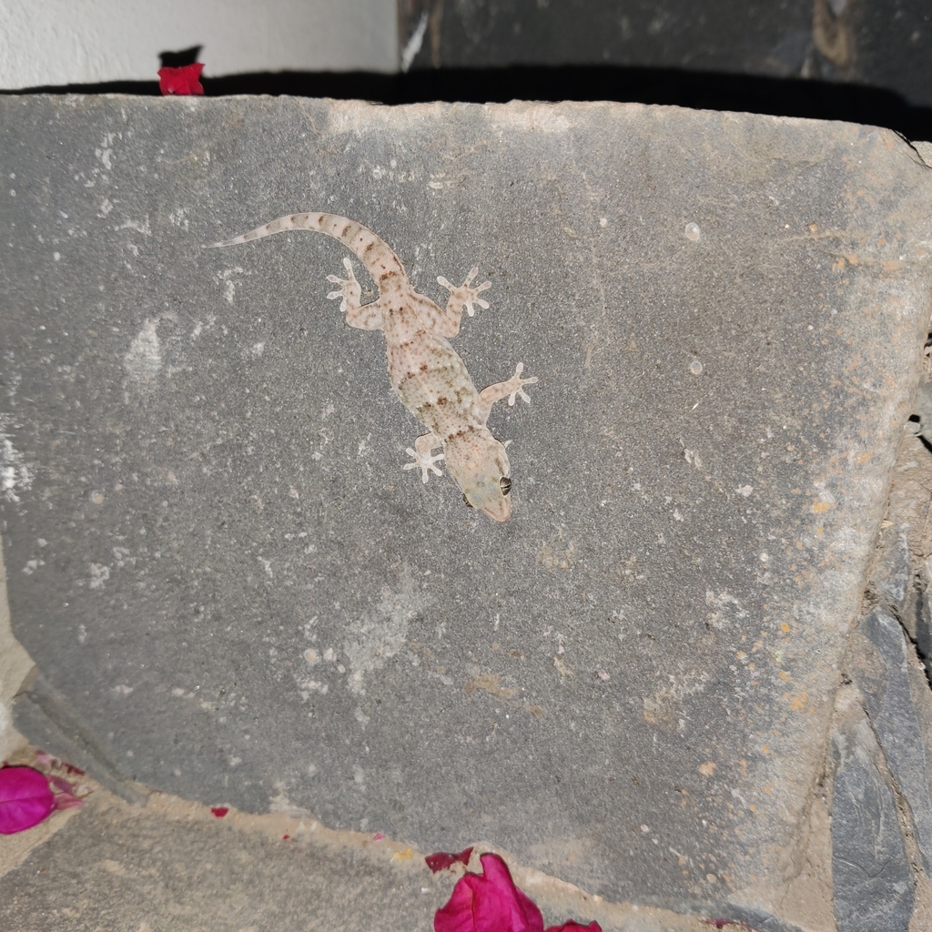 São Vicente Wall Gecko