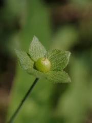 Androsace umbellata