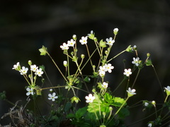 Androsace umbellata
