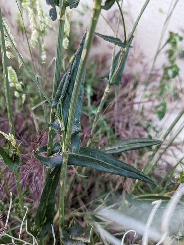 Image of Rumex intermedius by (c) Denis Bastianelli, some rights reserved (CC BY)