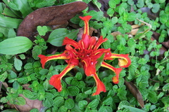 Etlingera