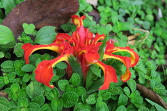 Etlingera
