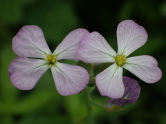 Raphanus sativus raphanistroides