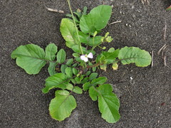 Raphanus sativus raphanistroides