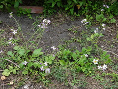 Raphanus sativus raphanistroides