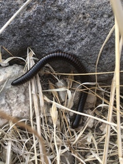 Archispirostreptus syriacus