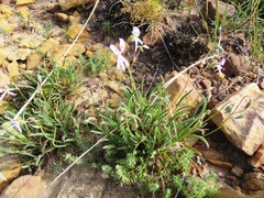 Pelargonium coronopifolium