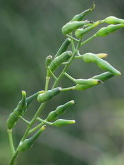 Raphanus sativus raphanistroides